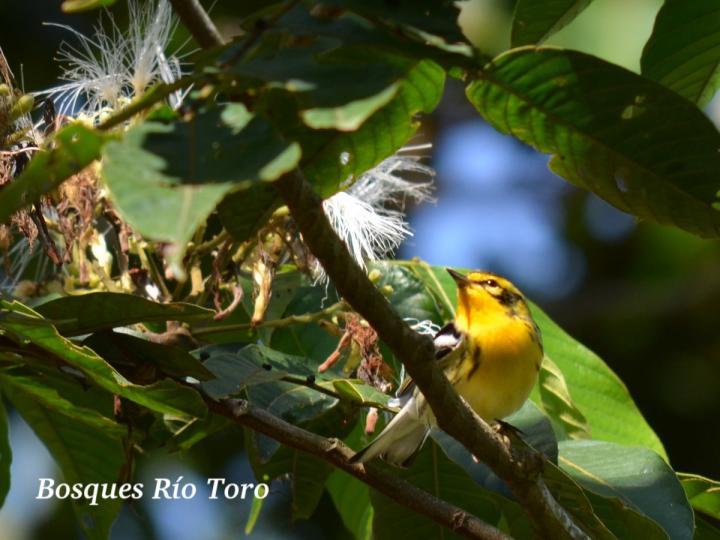 Setophaga fusca