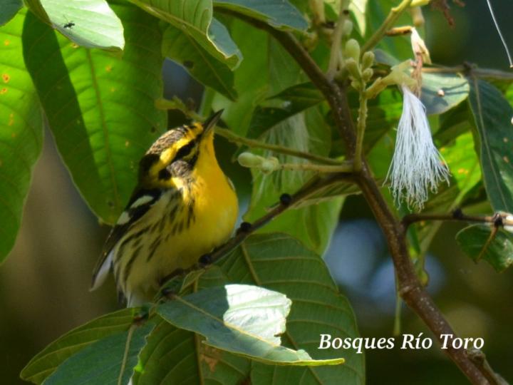Setophaga fusca