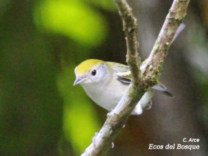 Setophaga pensylvanica (Reinita de costillas castañas)