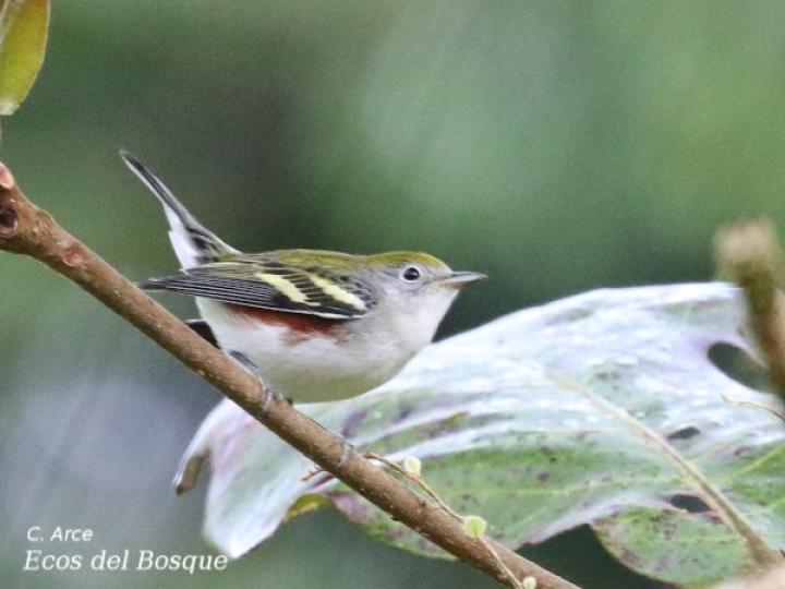 Setophaga pensylvanica (Reinita de costillas castañas)