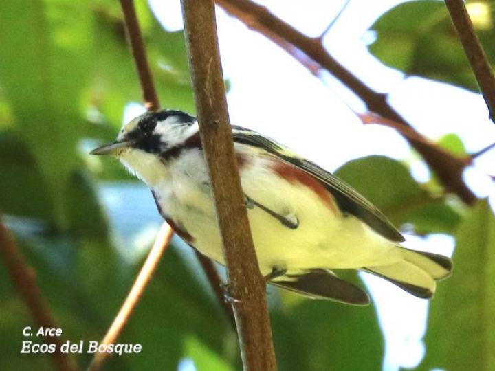 Setophaga pensylvanica (Reinita de costillas castañas)