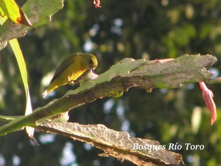 Setophaga petechia