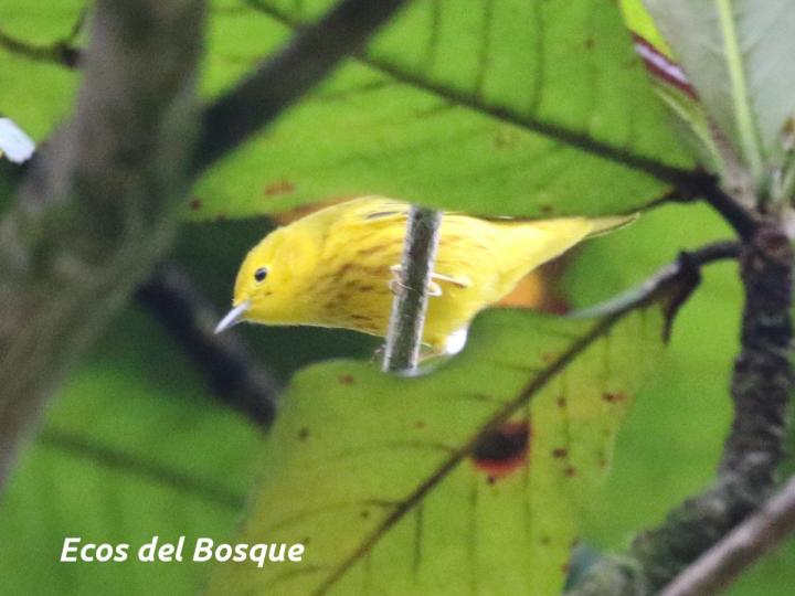 Setophaga petechia