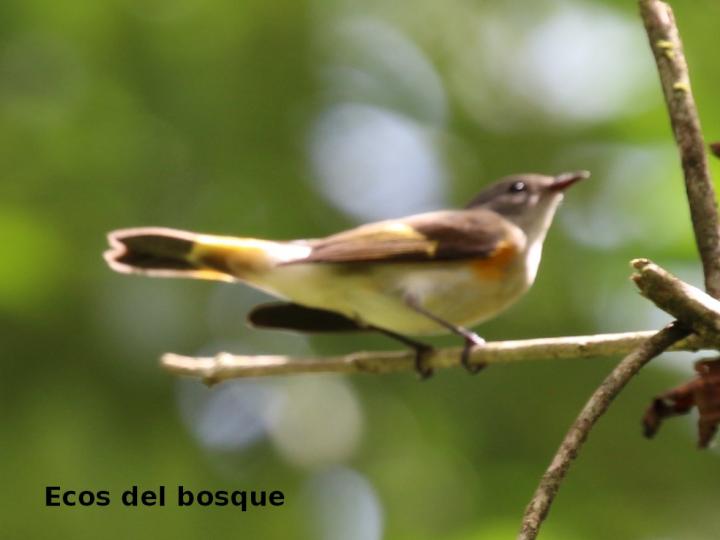 Setophaga ruticilla