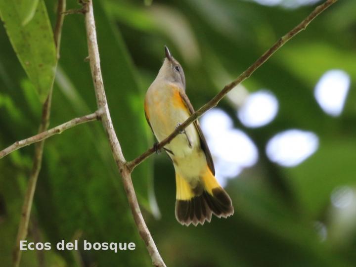 Setophaga ruticilla