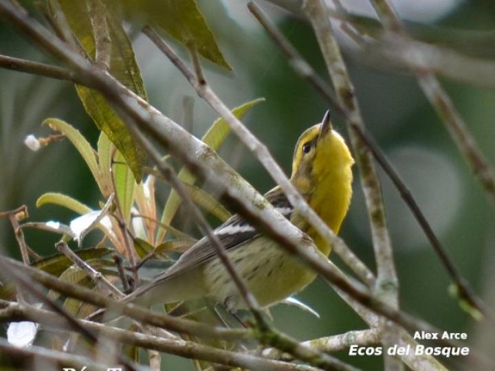 Setophaga townsendi