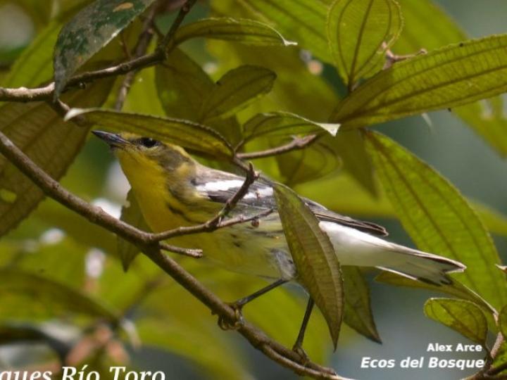 Setophaga townsendi