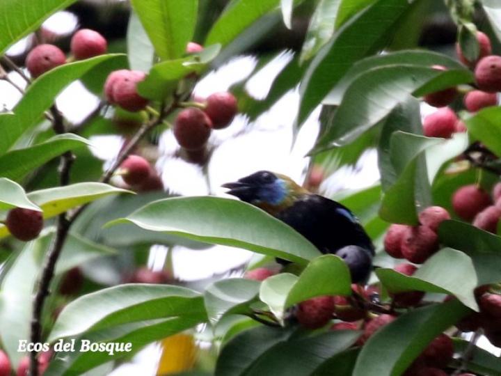 Ficus pertusa Ficus pertusa