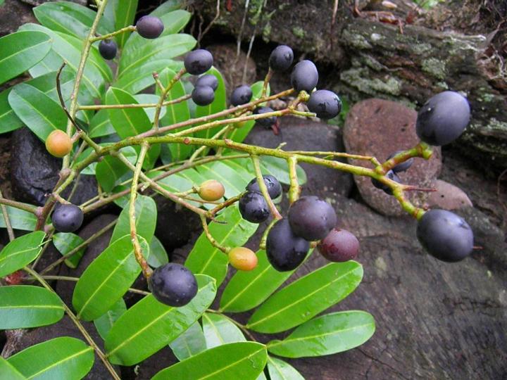 Simarouba Amara Ecos Del Bosque