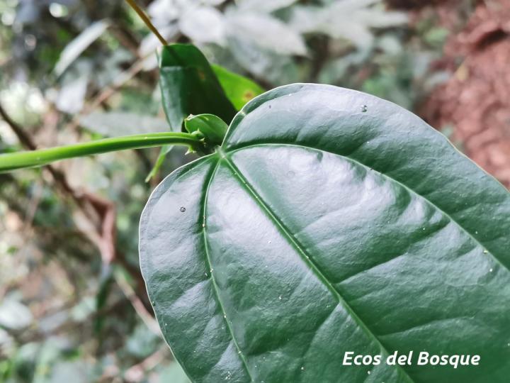 Smilax officinalis