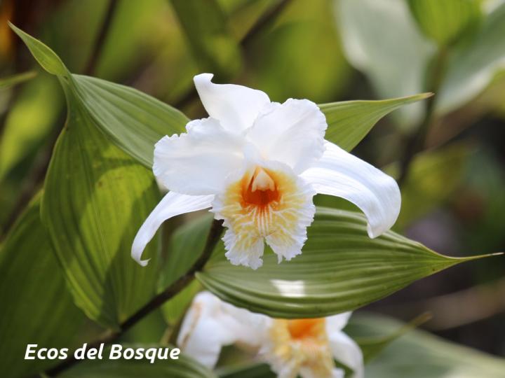 Sobralia chrysostoma