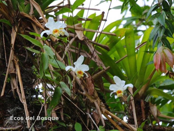 Sobralia chrysostoma