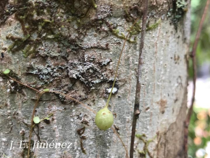 Sphyrospermum linearifolium