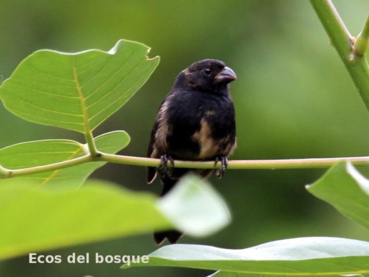 Sporophila corvina (Espiguero variable)