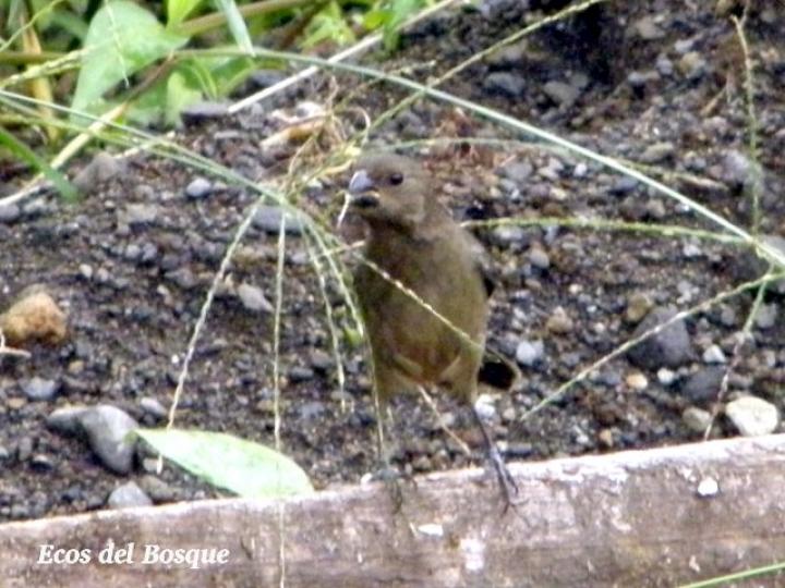 Sporophila corvina (Espiguero variable)