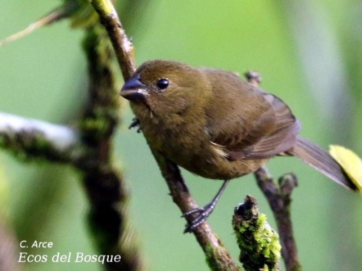 Sporophila corvina (Espiguero variable)