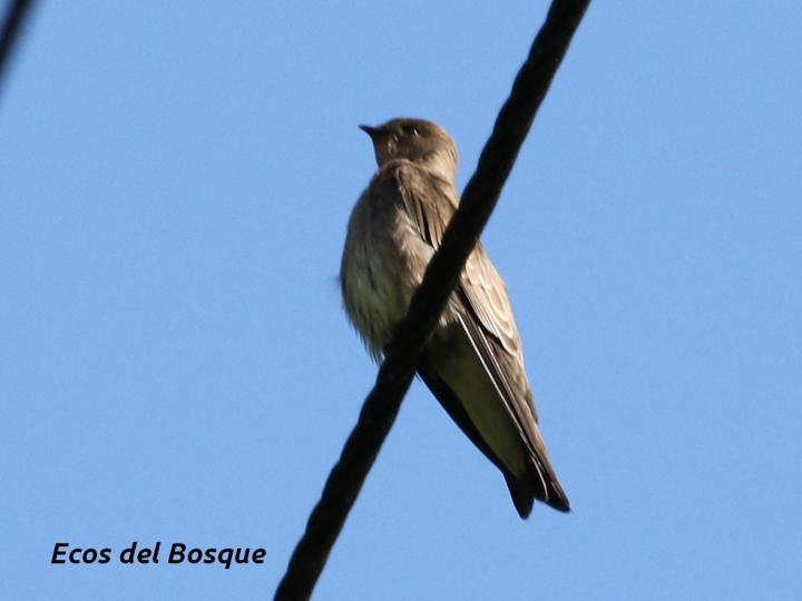 Stelgidopteryx serripennis