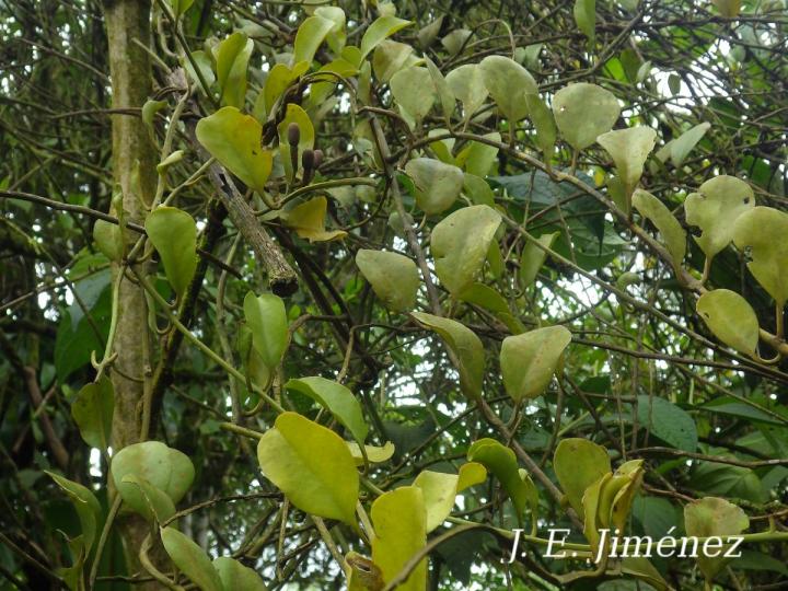 Struthanthus orbicularis