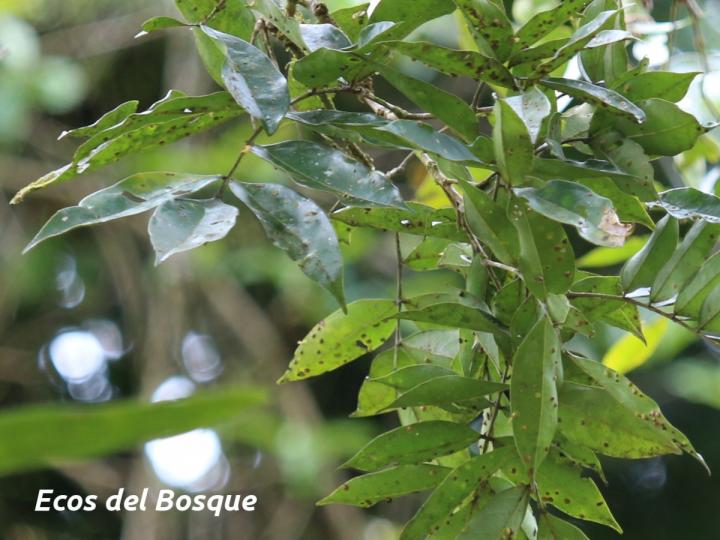 Swartzia nicaraguensis