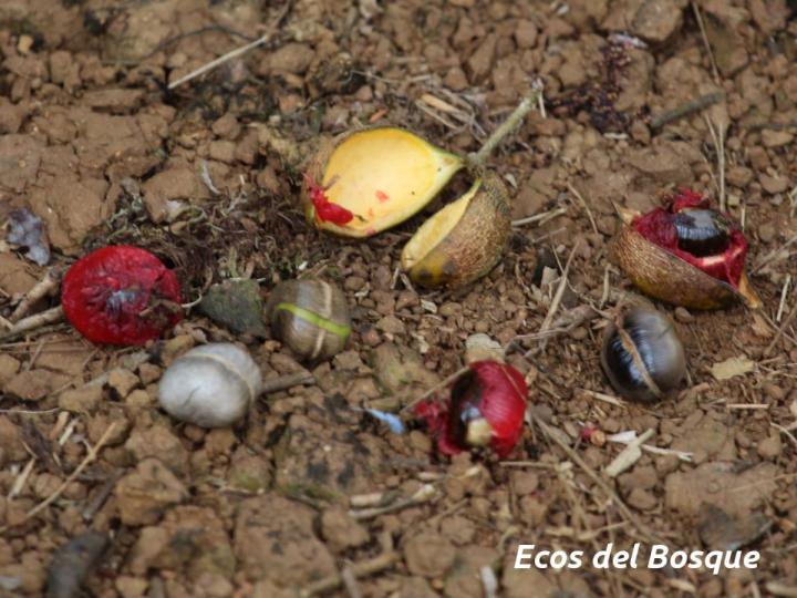 Swartzia nicaraguensis