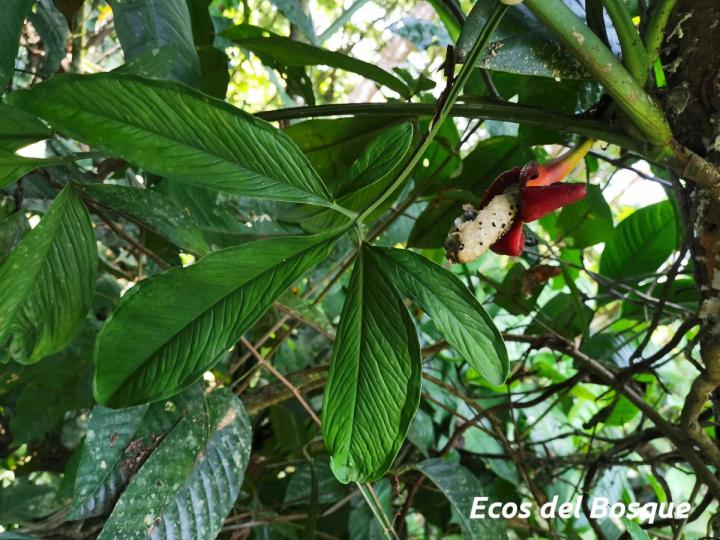 Syngonium triphyllum