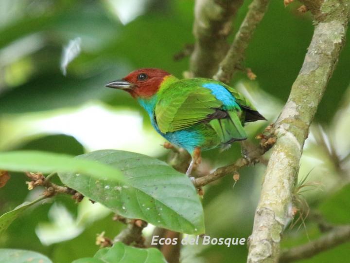 Tangara gyrola