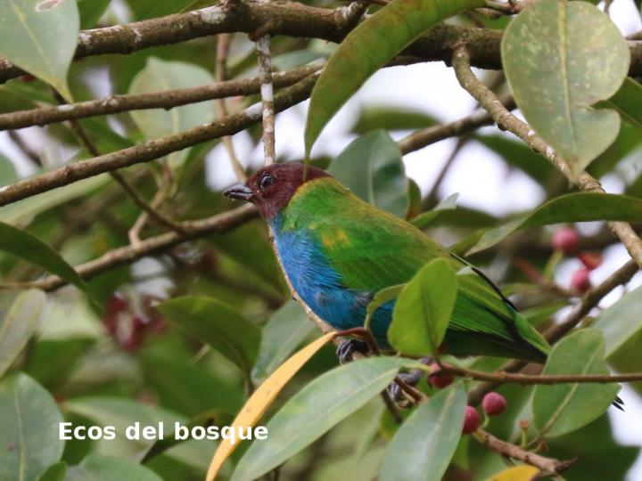 Tangara gyrola