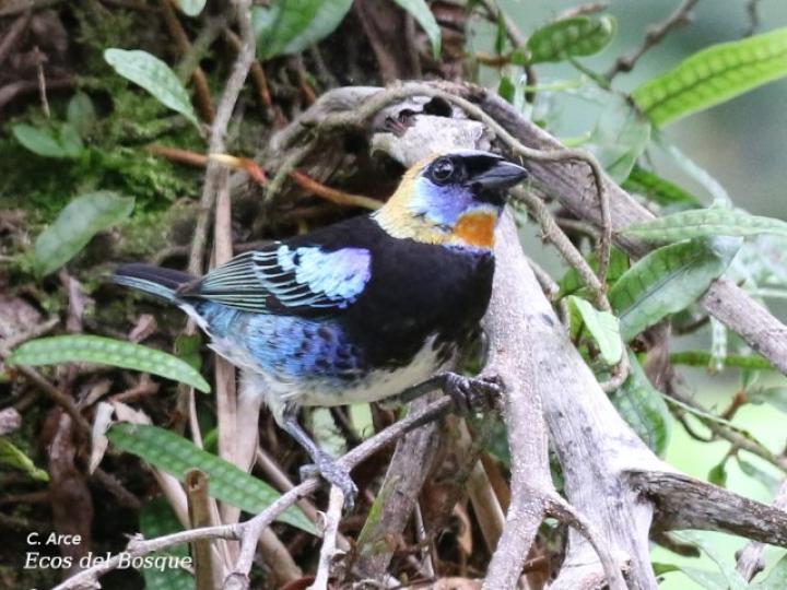 Tangara larvata