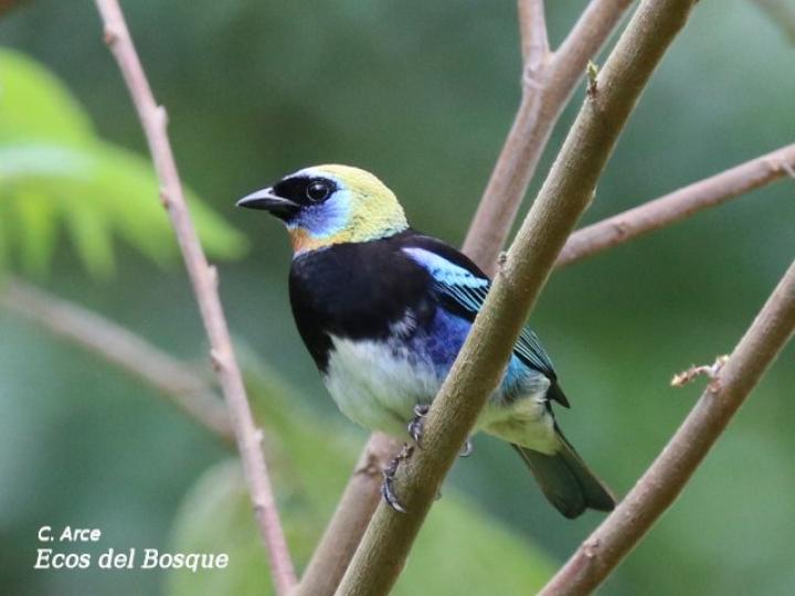 Tangara larvata