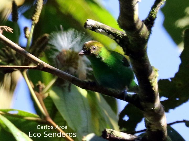 Tangara lavinia
