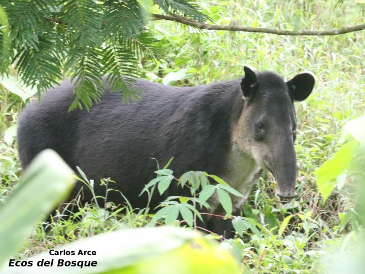 Tapirus bairdii