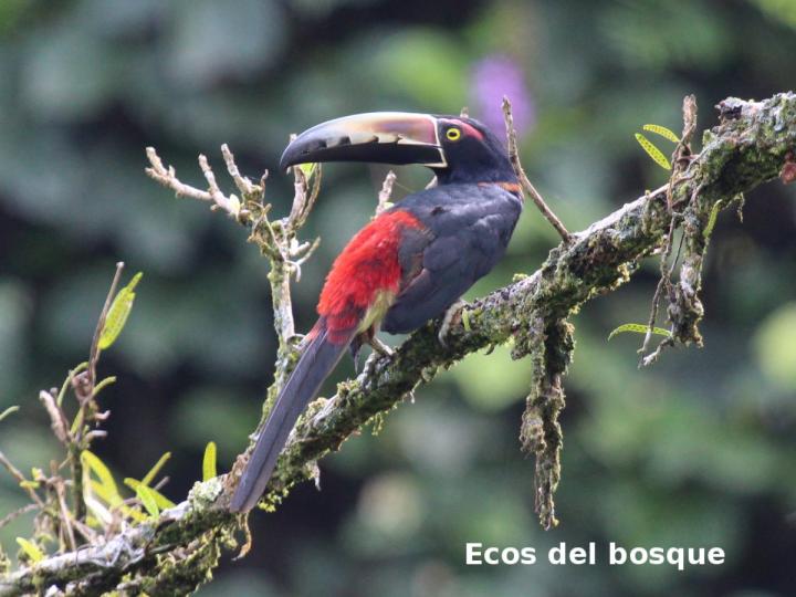 Pteroglossus torquatus