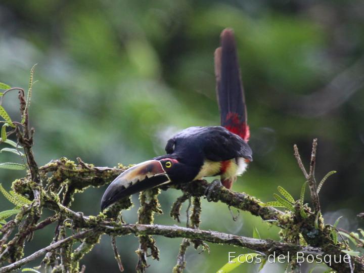 Pteroglossus torquatus