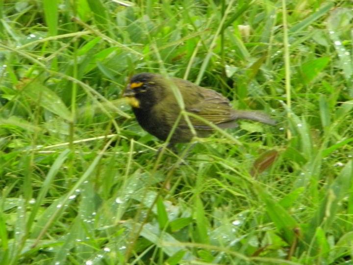 Tiaris olivacea