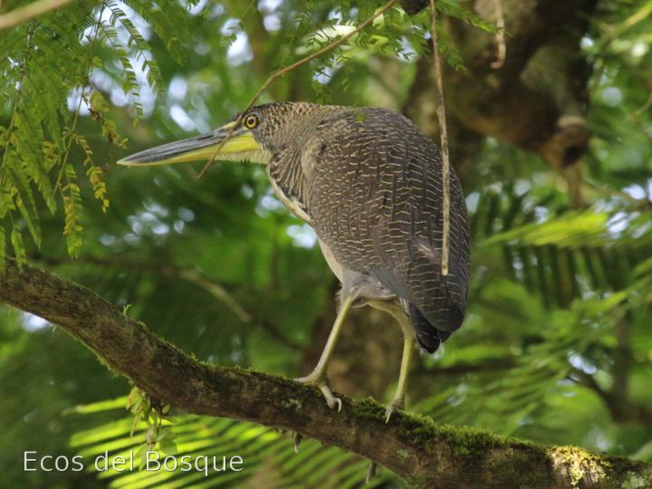 Tigrisoma fasciatum
