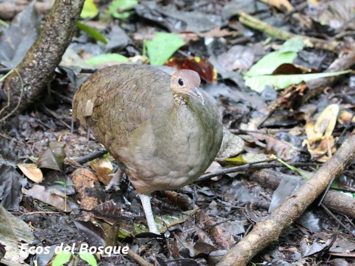 Tinamus major (Tinamú grande)