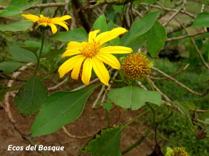 Tithonia diversifolia