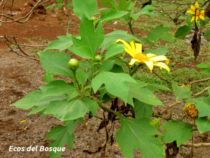 Tithonia diversifolia
