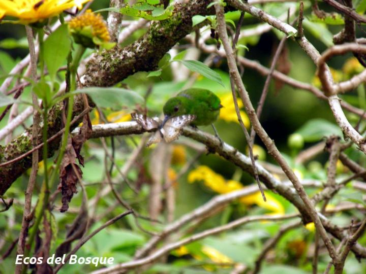 Tithonia diversifolia
