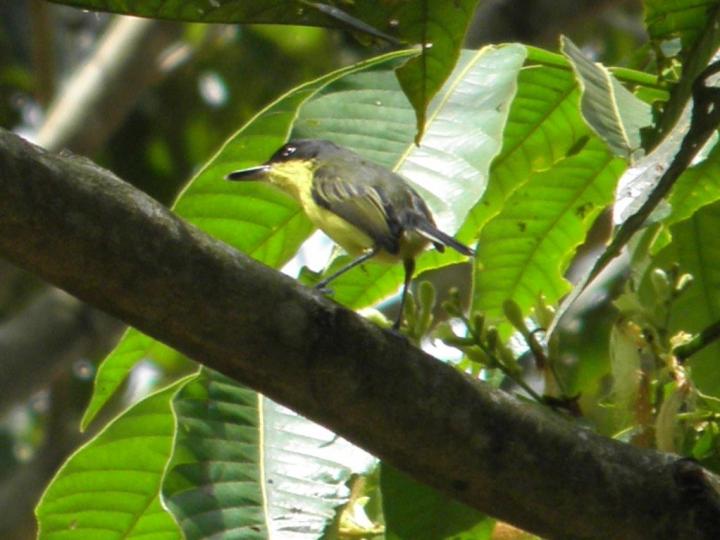 Todirostrum cinereum