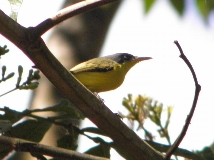 Todirostrum cinereum