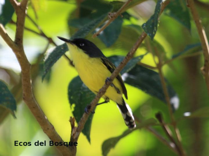 Todirostrum cinereum