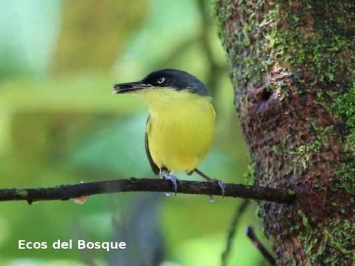 Todirostrum cinereum
