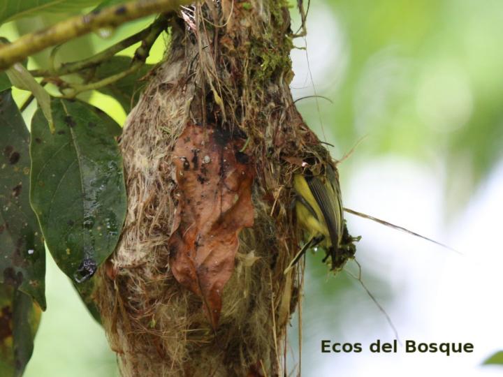 Todirostrum cinereum