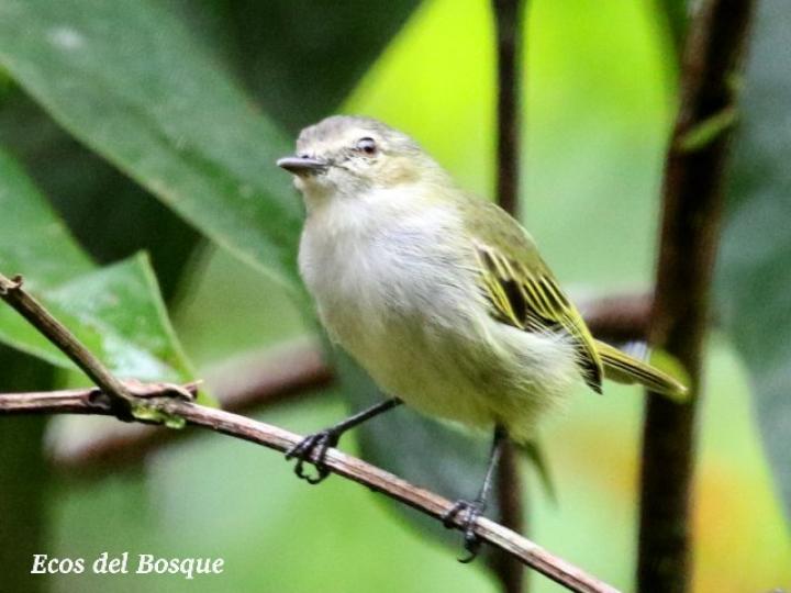 Tolmomyias assimilis