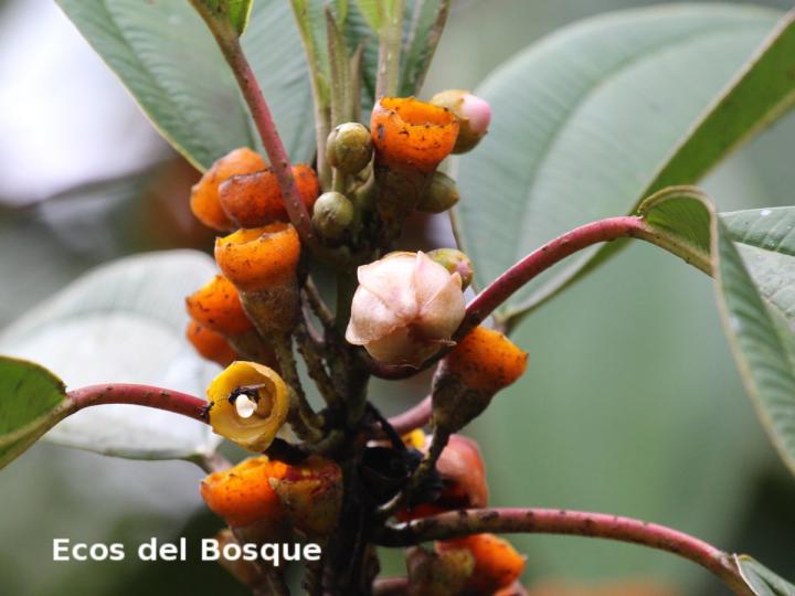 Topobea maurofernandeziana