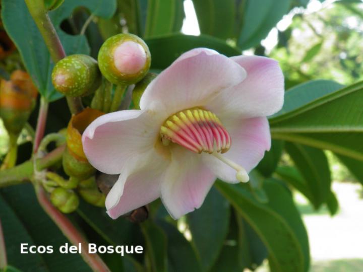 Topobea maurofernandeziana