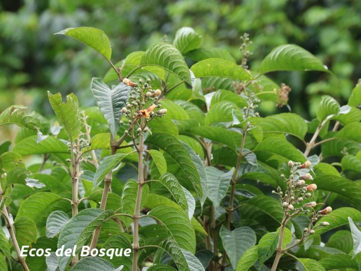 Trichanthera gigantea