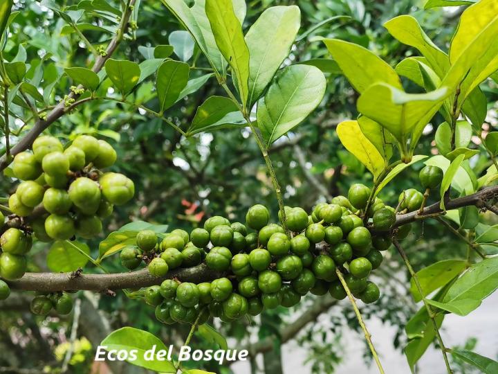 Trichilia havanensis