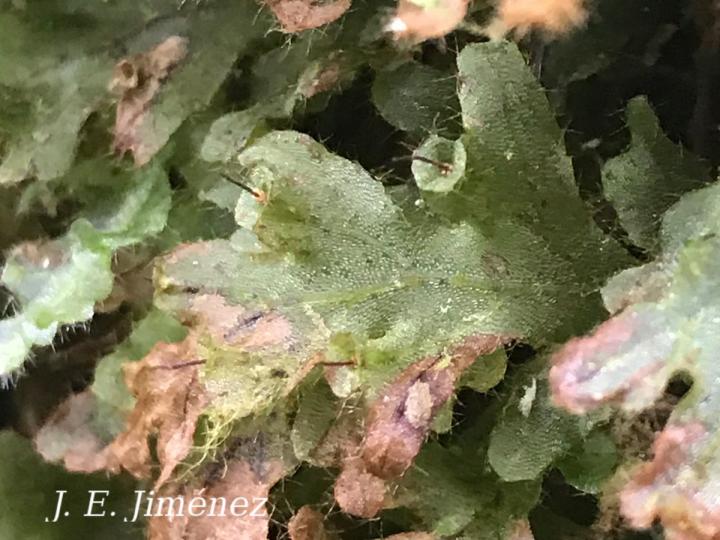 Trichomanes polypodioides Trichomanes polypodioides